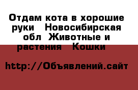 Отдам кота в хорошие руки - Новосибирская обл. Животные и растения » Кошки   